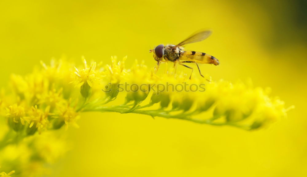 Similar – Clap your hands Wasps