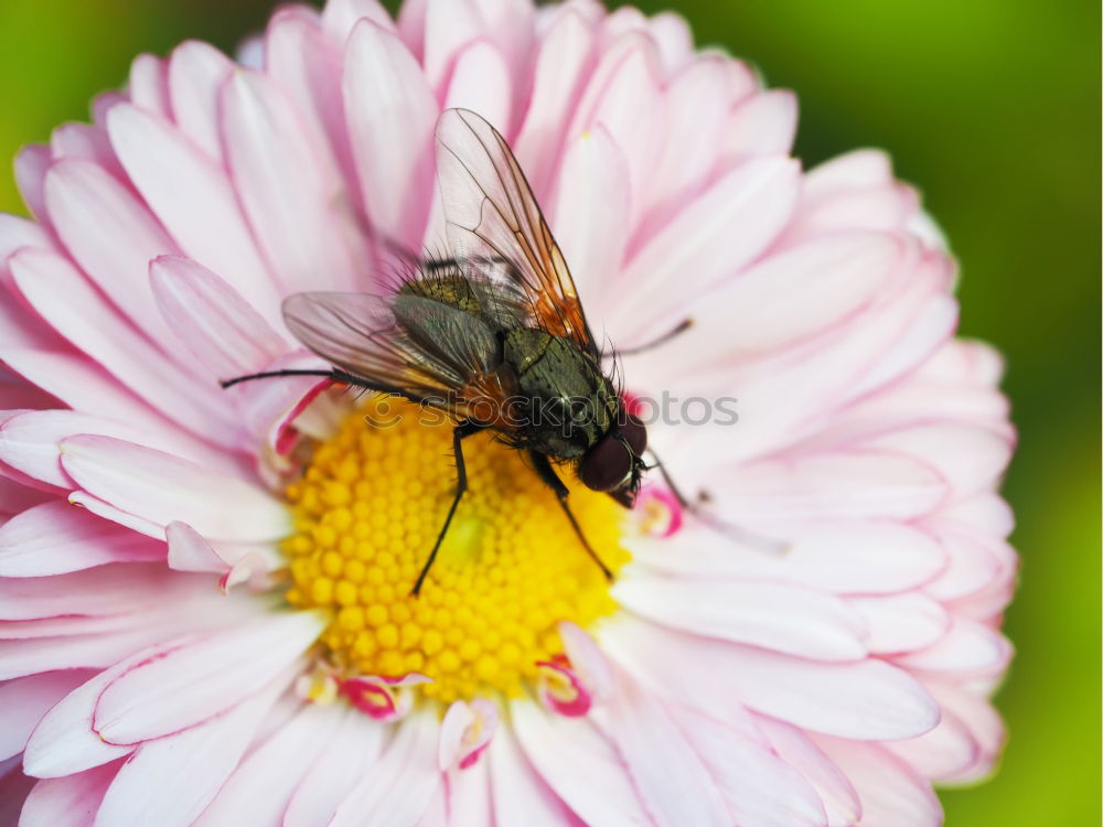 Similar – Image, Stock Photo Black And Yellow Scarab