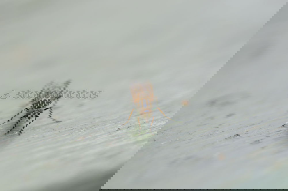 Similar – Image, Stock Photo bow tie Insect Wood Fly