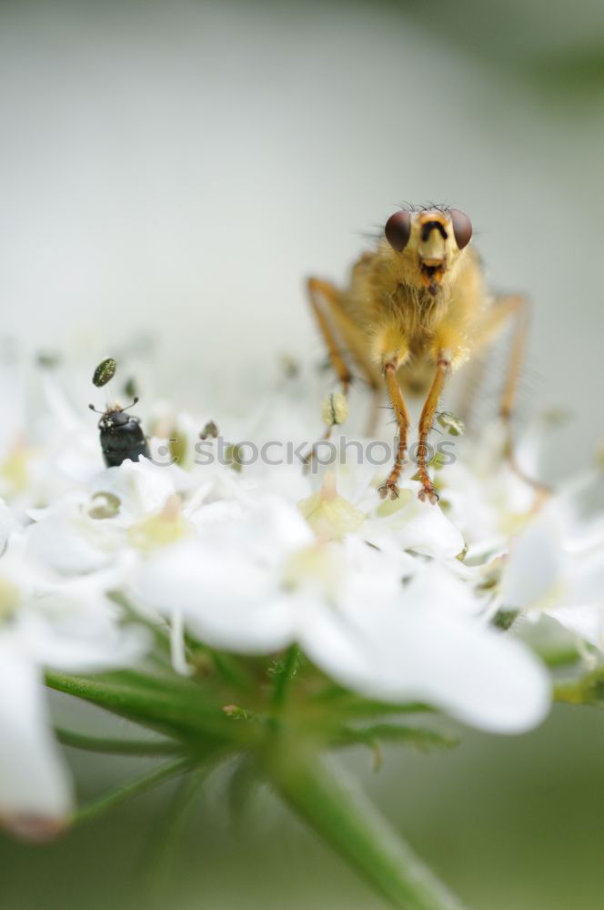 Similar – Image, Stock Photo Winter Goldencrest Hand