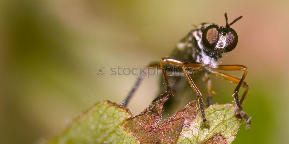 Similar – Image, Stock Photo wasp spider Plant Animal