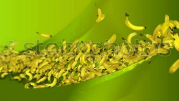 Similar – Image, Stock Photo early bloomers Hazelnut