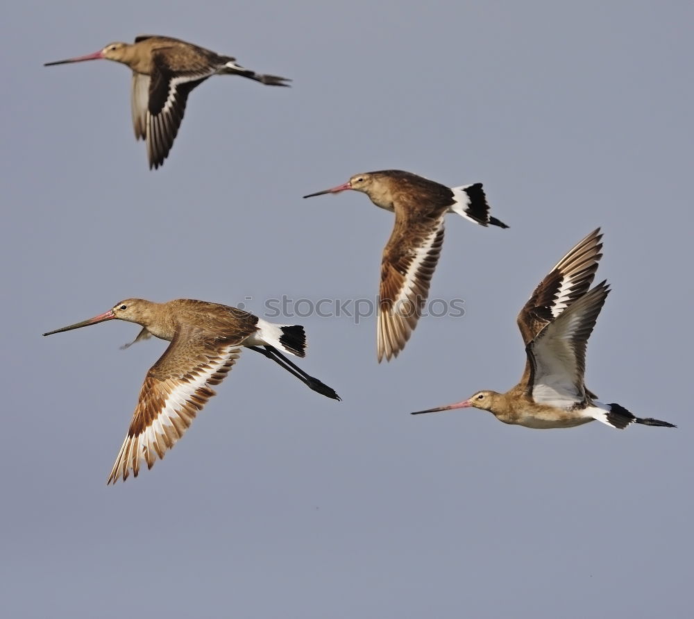 Similar – Image, Stock Photo Flies! Nature Animal Sky