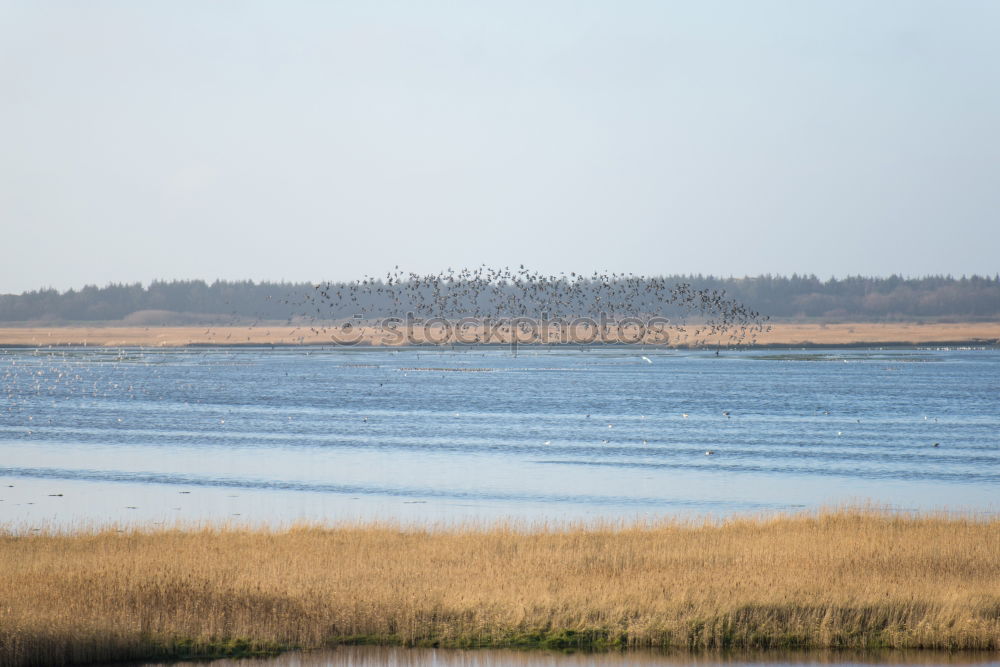 Similar – Foto Bild schwärmende herden