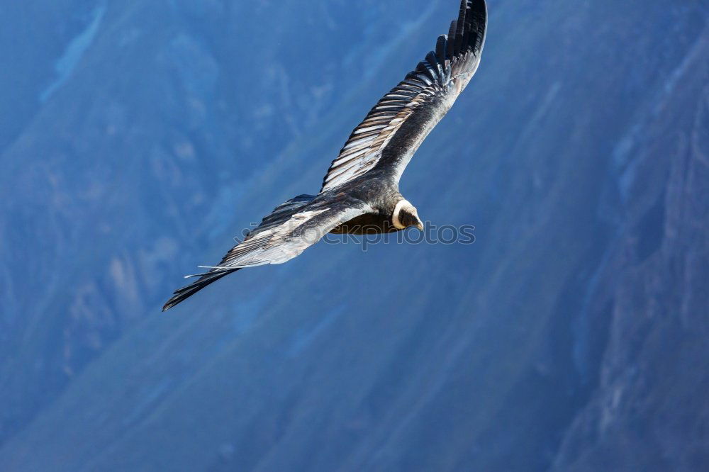 Similar – Image, Stock Photo Dove of the Kasbah