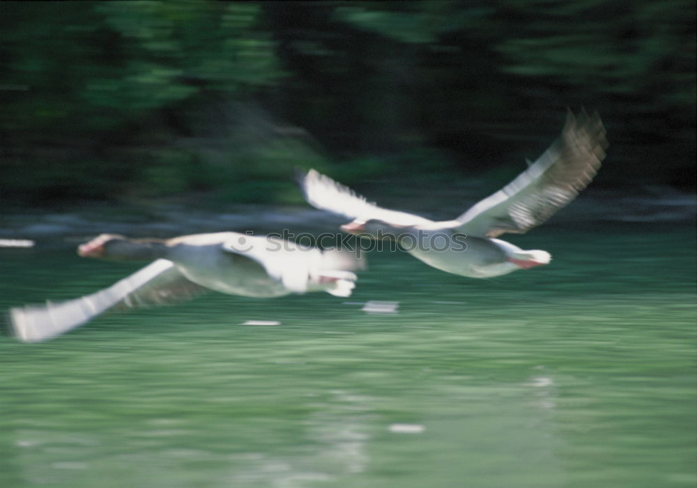 Similar – Image, Stock Photo Stork with fat prey in its beak