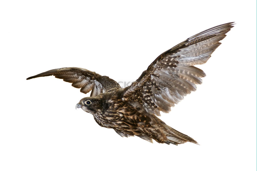 Similar – Adler Skulptur Tier Vogel