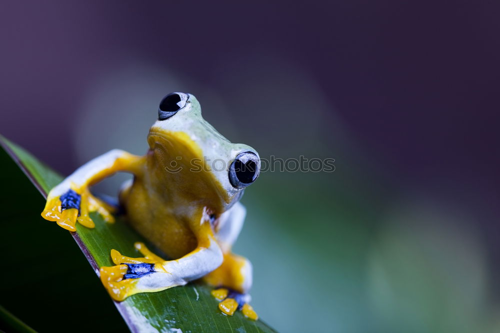 Similar – Image, Stock Photo Frog sits on a daisy frog