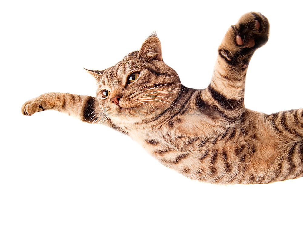 Similar – Cat gymnastics Sofa Animal