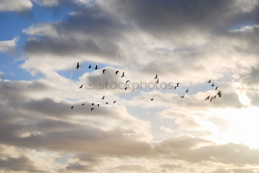 Similar – Image, Stock Photo Foregel swarm flying towards the sun