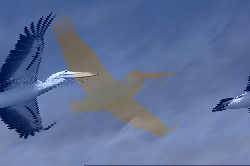 Similar – Image, Stock Photo grey heron Animal