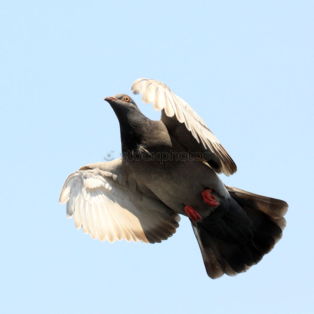 Similar – Image, Stock Photo Pigeon Beautiful Freedom