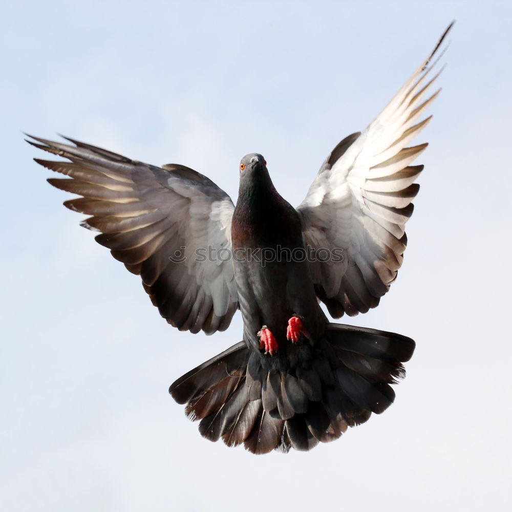 Similar – Image, Stock Photo Pigeon Beautiful Freedom