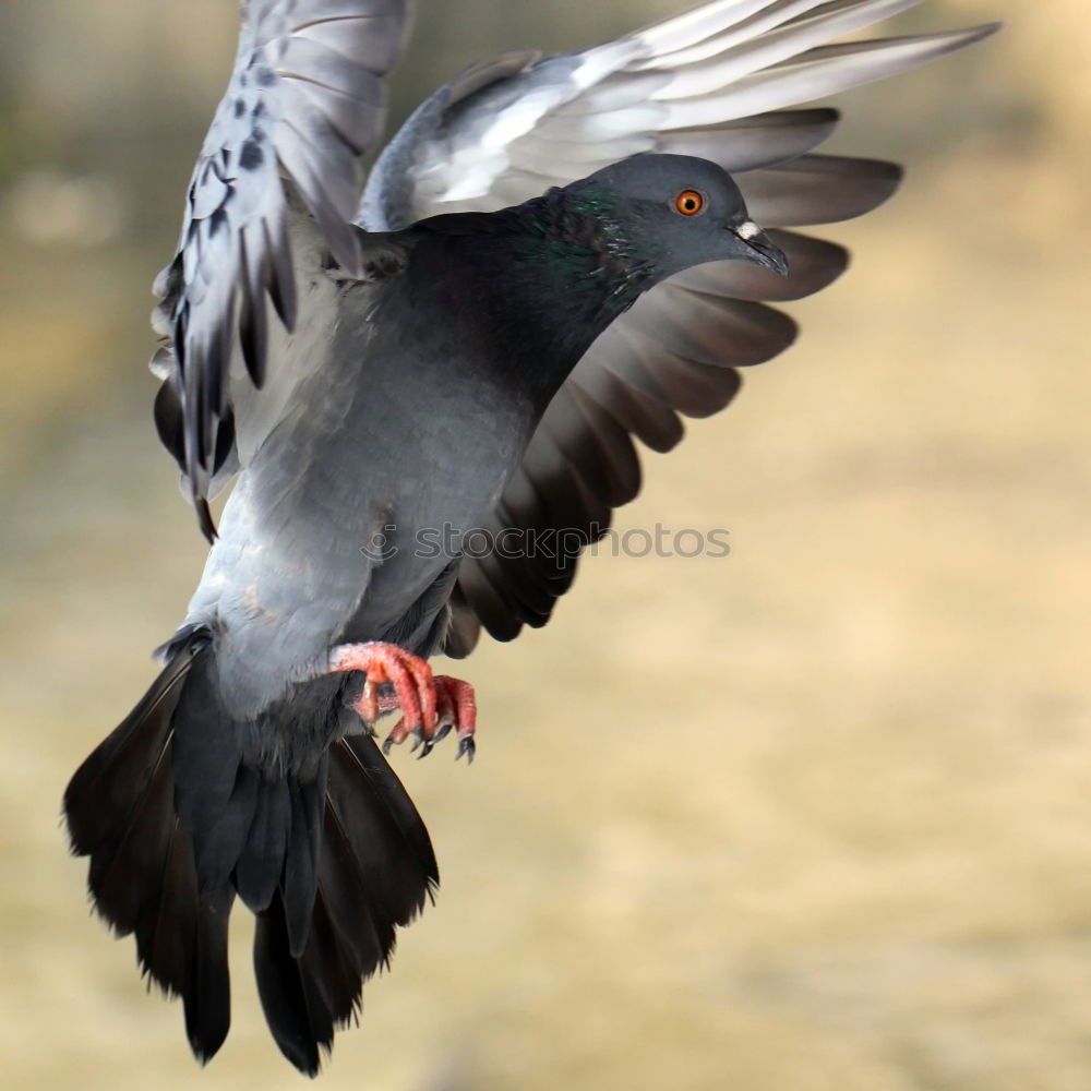 Similar – Image, Stock Photo Dead Dove IV Pigeon Animal