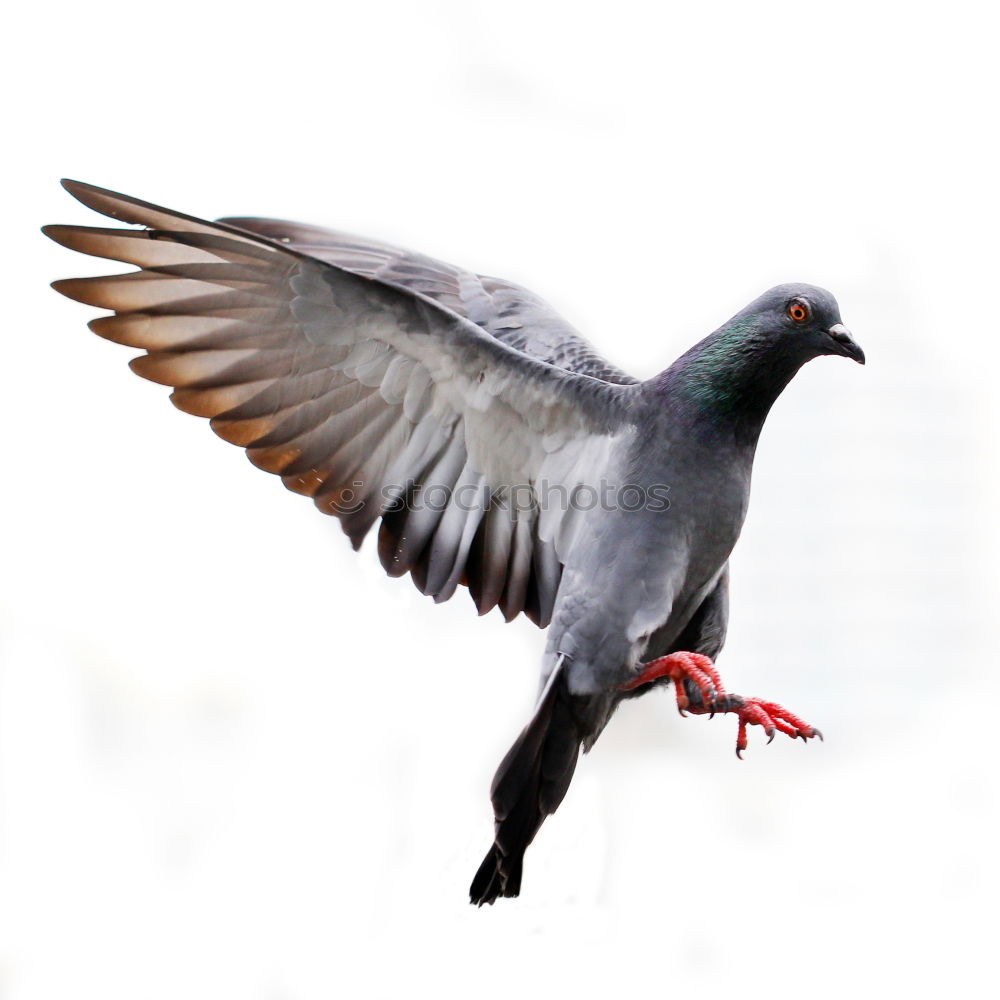 Image, Stock Photo Pigeon Beautiful Freedom