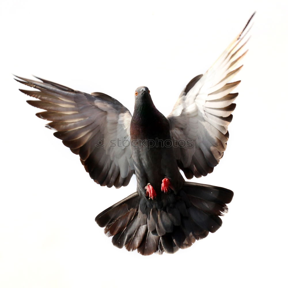 Similar – Image, Stock Photo pigeon blue Roof Eaves