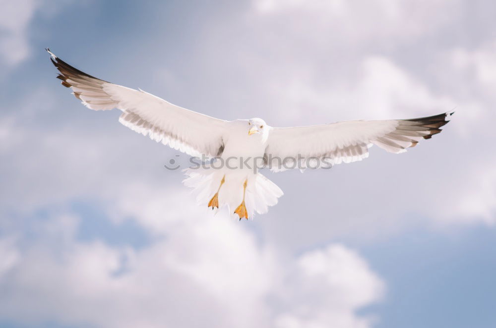 Similar – scottish sea gull Tier