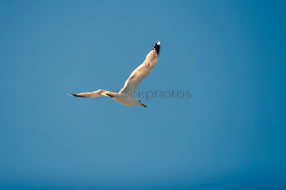 Similar – Image, Stock Photo seagull Bird Air Seagull