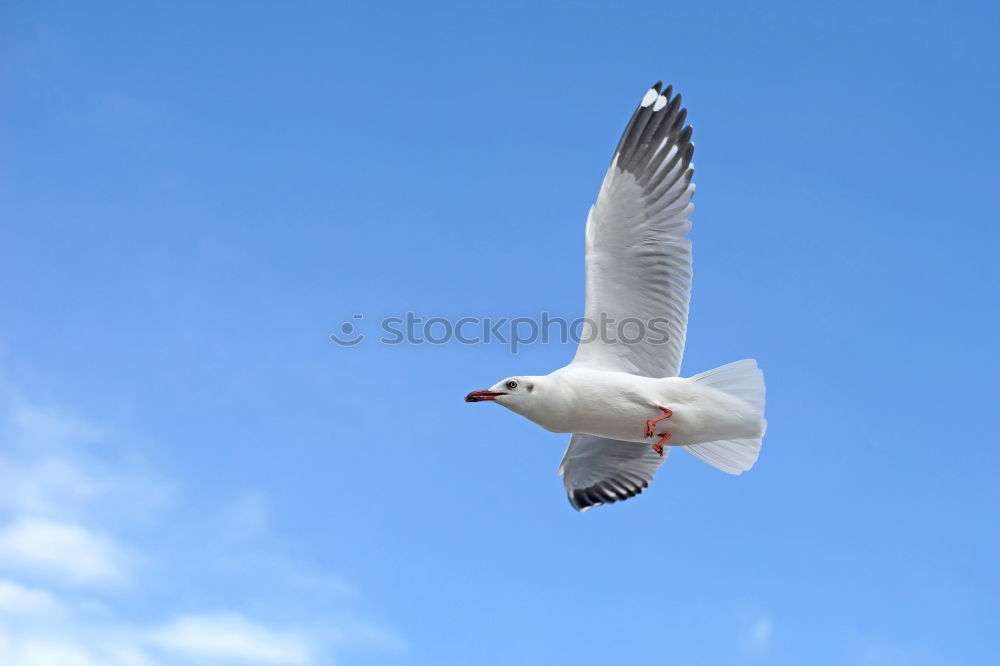 Similar – freedom Seagull White