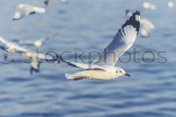 Similar – Image, Stock Photo Seagull catches bread in the air