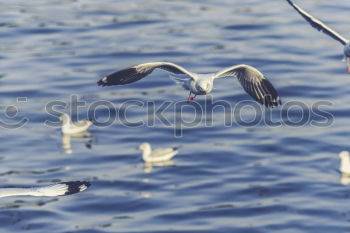 Similar – Image, Stock Photo formation seagulls Ocean