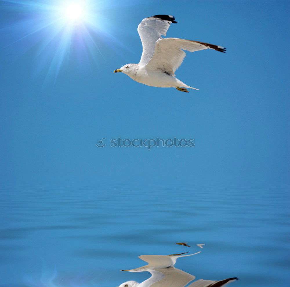 Similar – Foto Bild möwen 2 Möwe Vogel Strand