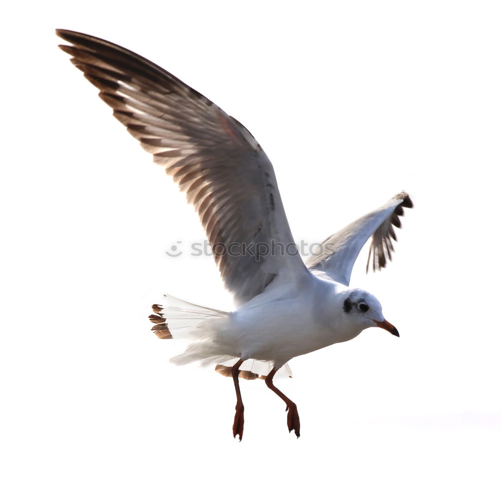 Similar – seagull Norway Feather