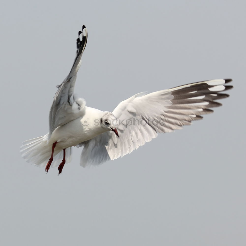 Similar – seagull Norway Feather