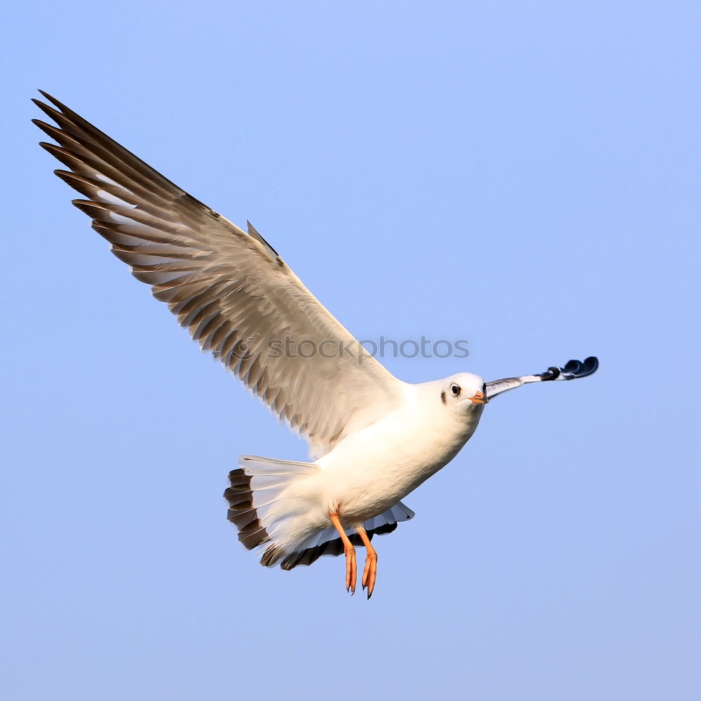 Similar – Image, Stock Photo Seagull catches bread in the air