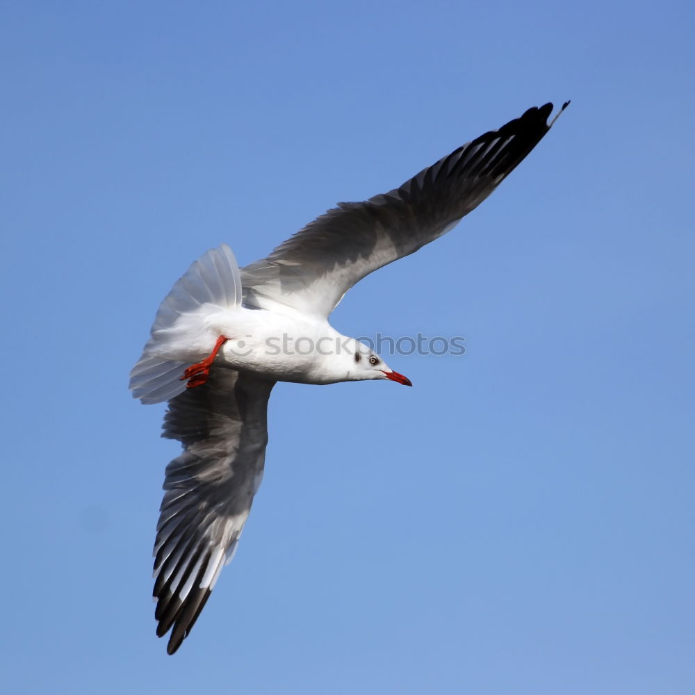 Similar – Image, Stock Photo seagull Seagull