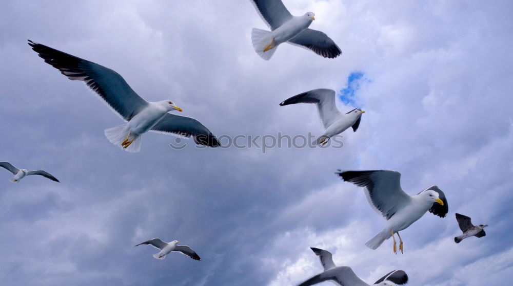 Similar – Image, Stock Photo landing approach Seagull