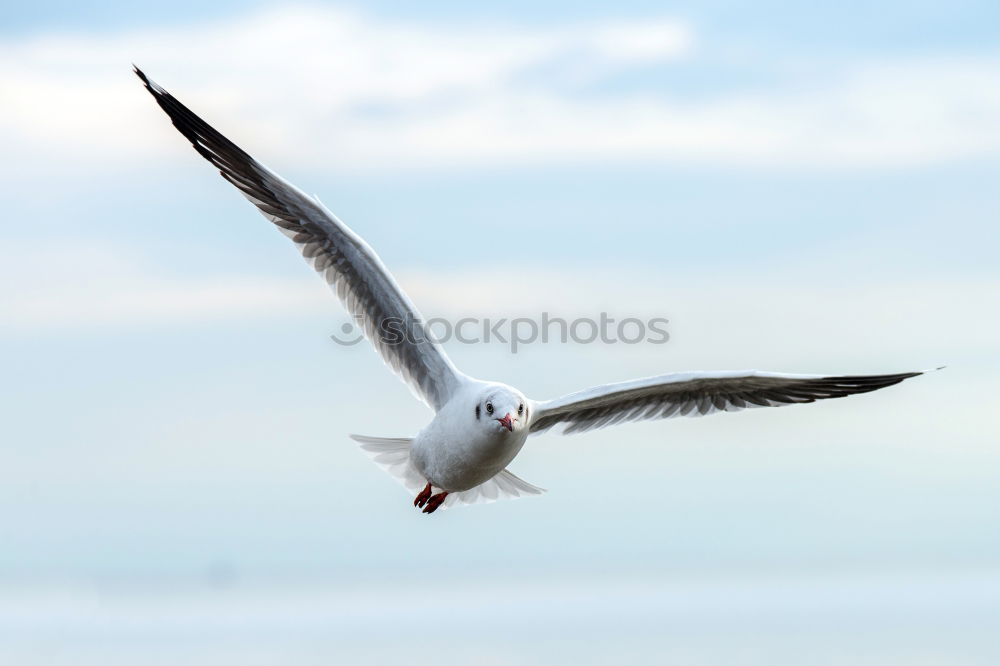 Similar – Image, Stock Photo From right to left Nature