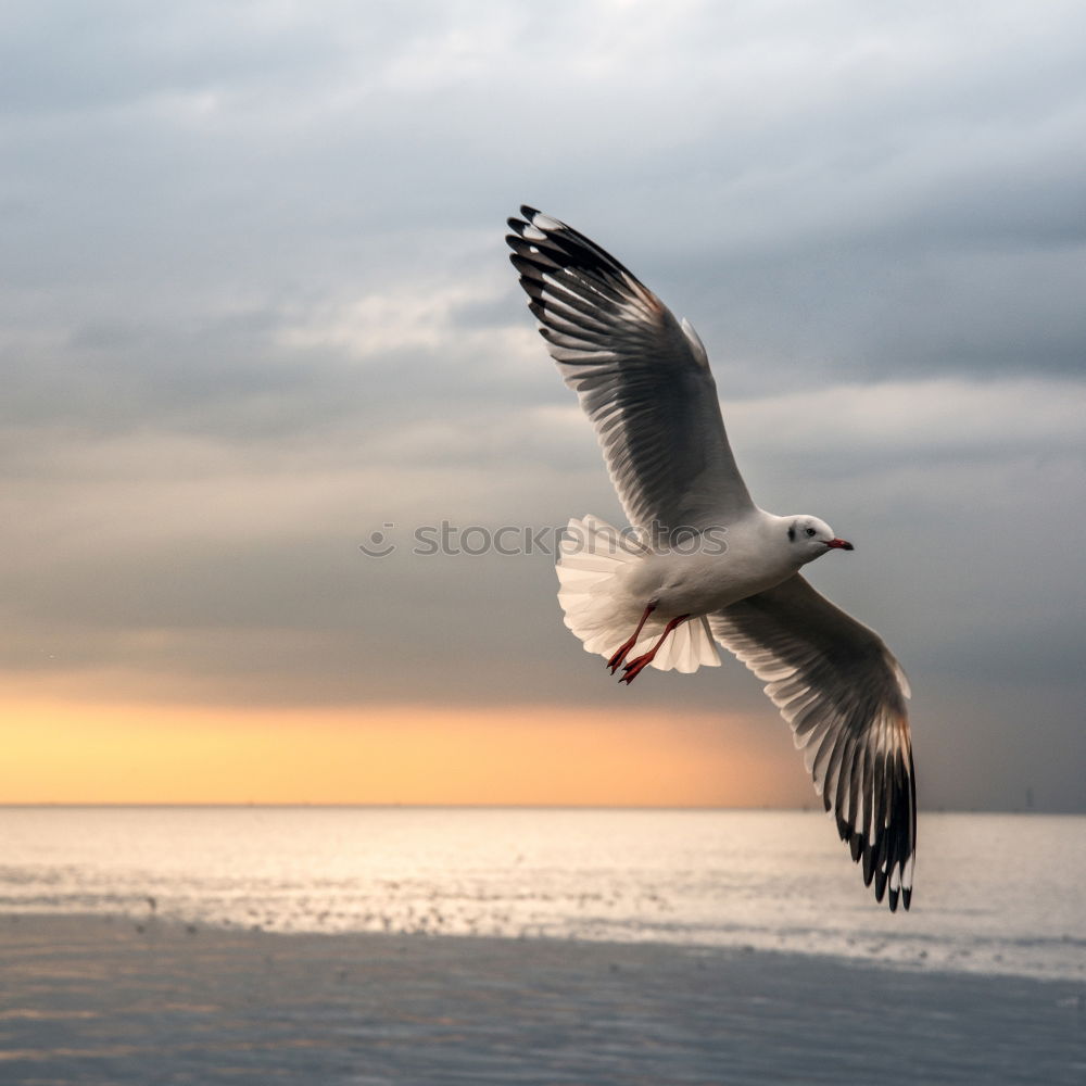 Similar – Image, Stock Photo Seagull 1 Sailing Aviation