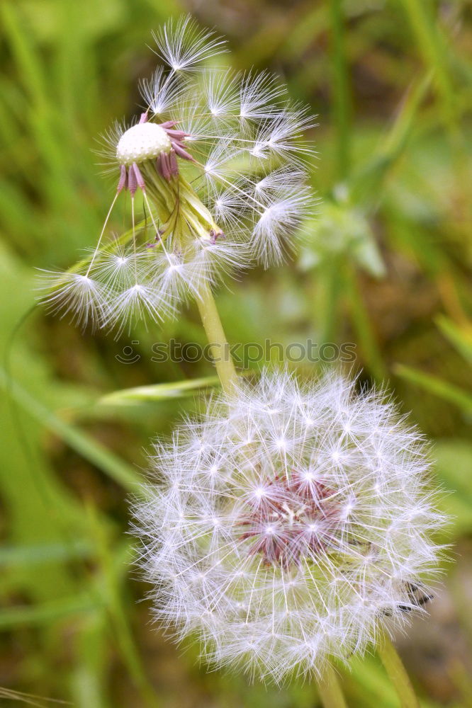 Similar – Foto Bild pflanzliches Netzwerk