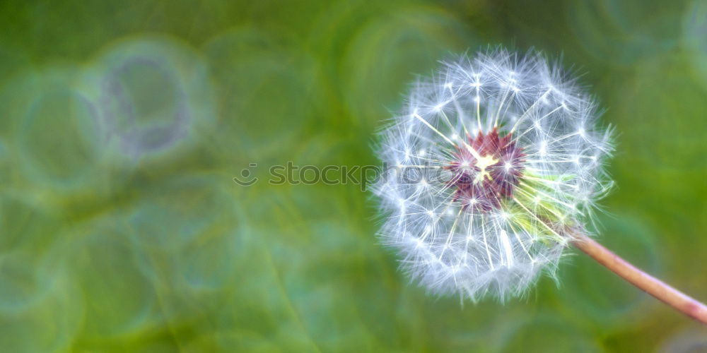 Similar – Image, Stock Photo florid Nature Plant Spring