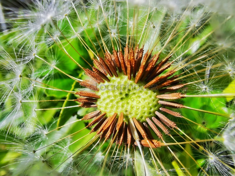 Similar – flower closeup Close-up