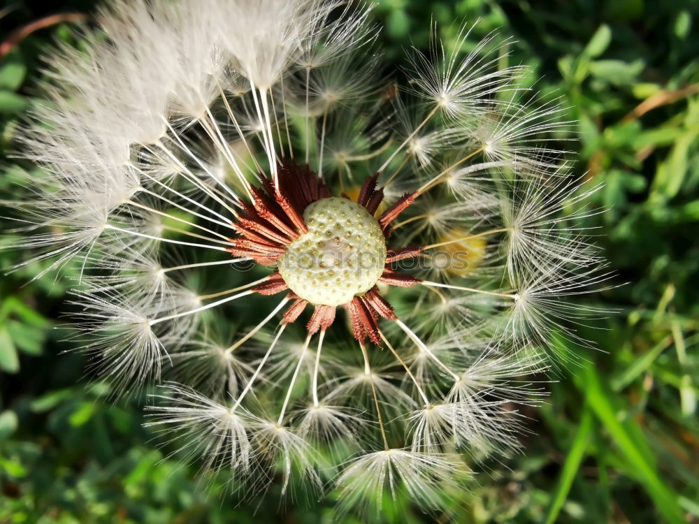 Similar – Foto Bild pusteblume Löwenzahn leer