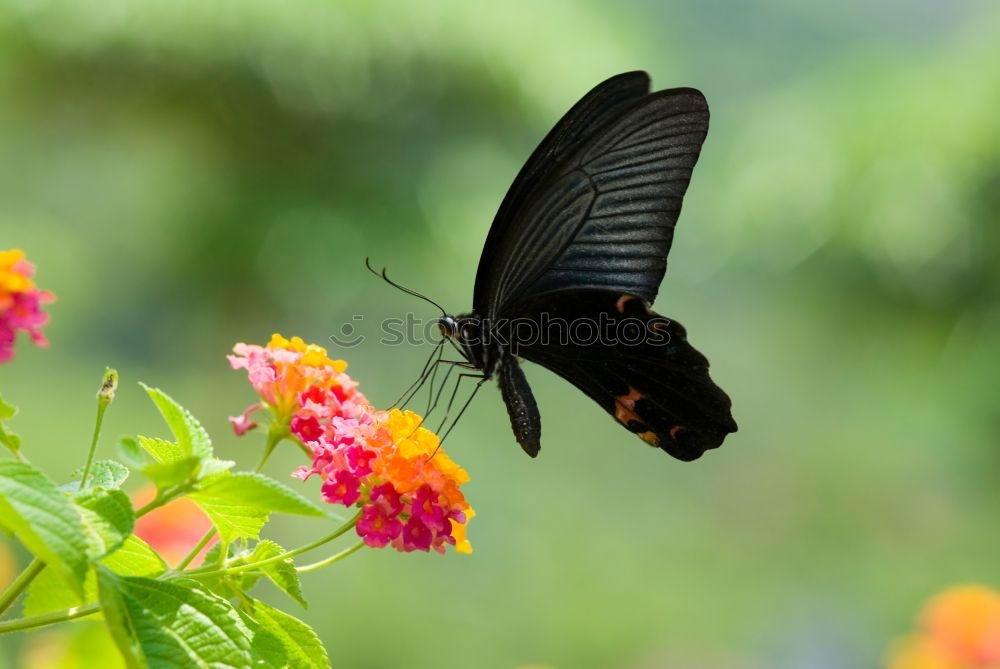 Similar – Butterfly in a colourful summer garden