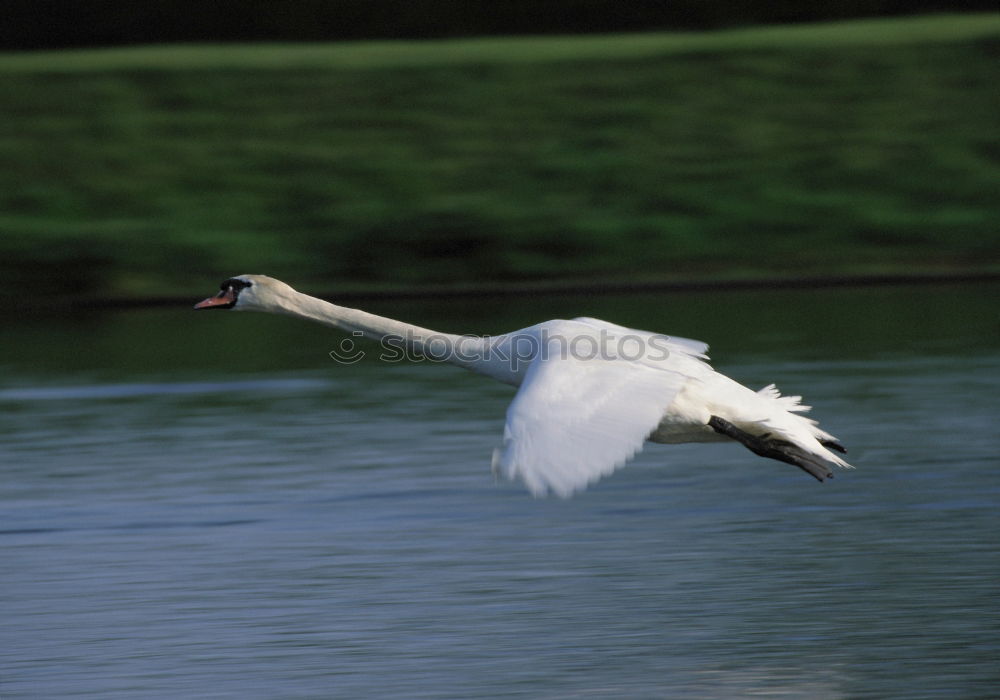 Similar – Image, Stock Photo Le curieux cygne II Lake