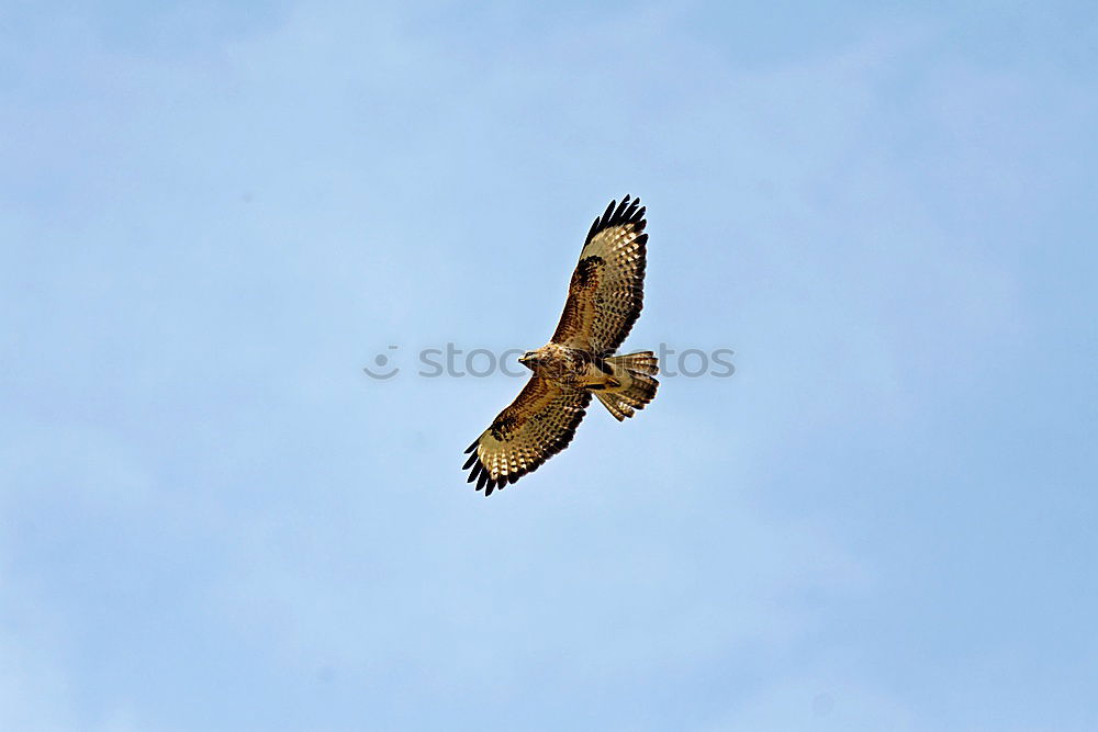 Similar – Bussard Umwelt Natur Luft