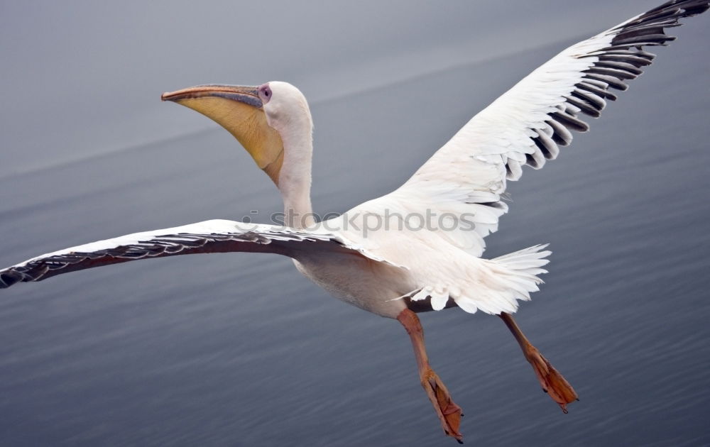 Similar – Foto Bild Hoch hinaus Farbfoto