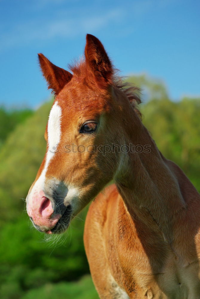 Similar – long face Pferd Kopf Tier