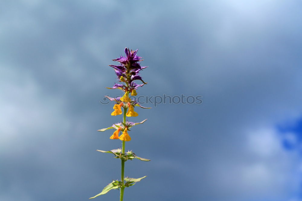 Similar – high up Flower Yellow