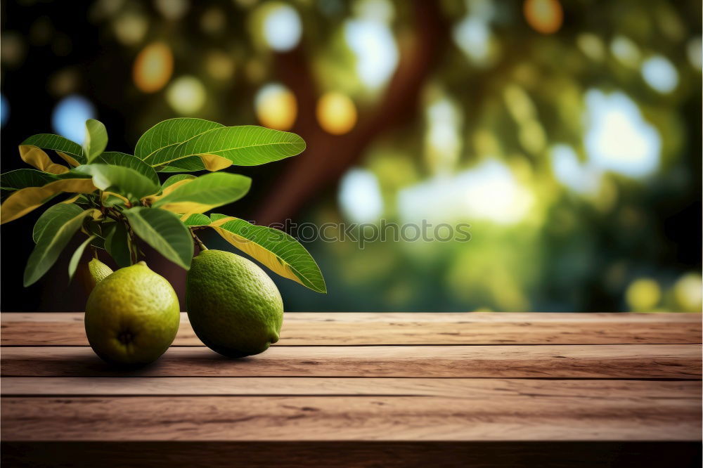 Maclura Pomifera Fruit Fig