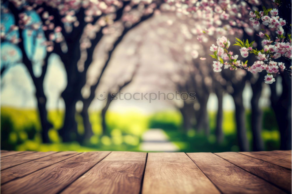 Similar – Frühling Mädchen Blüten Wiese Bäume