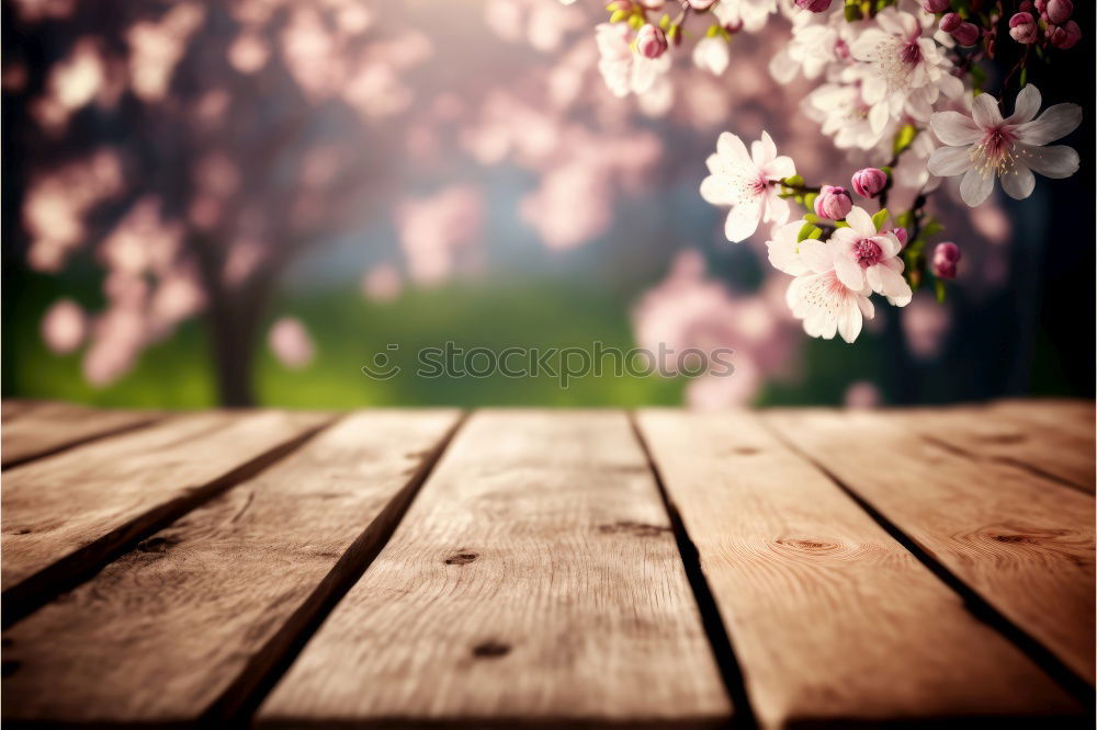 Similar – Frühling Mädchen Blüten Wiese Bäume