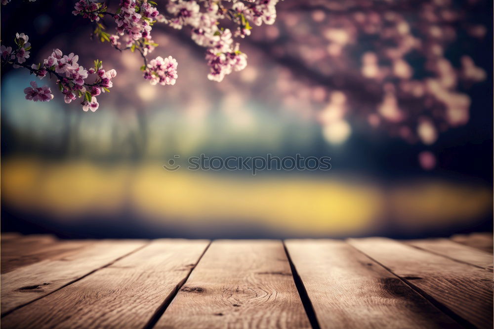 Similar – Image, Stock Photo White cherry blossoms