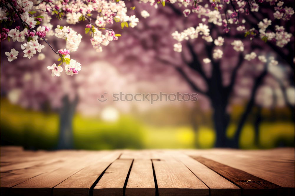 Similar – Image, Stock Photo cherry blossom 3