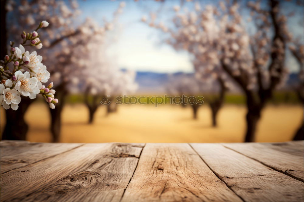 Similar – Fruit trees shine in a white spring dress