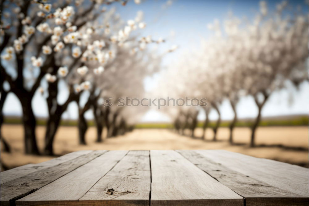 Similar – Fruit trees shine in a white spring dress